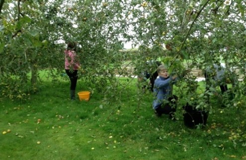 picking-apples